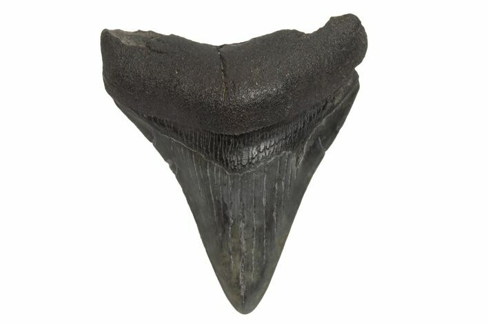 Fossil Megalodon Tooth - South Carolina #214749